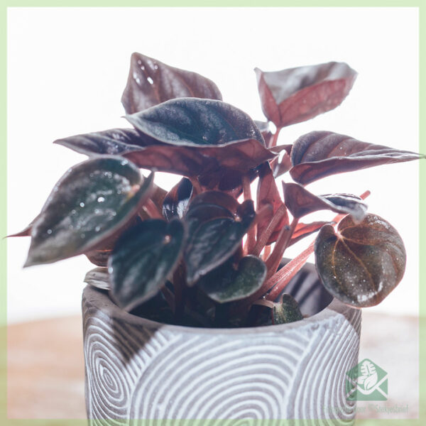 Peperomia Caperata Brasilia (چوہے کی دم) - خریدیں۔