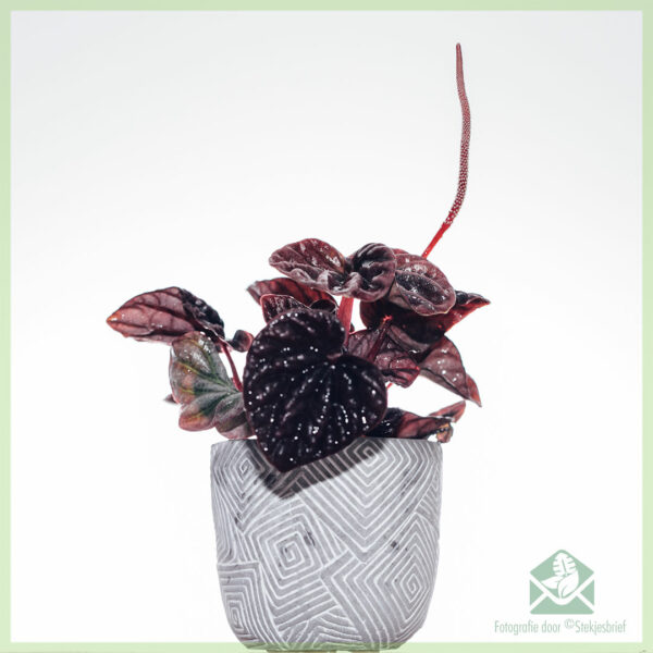 Peperomia Caperata Luna (Dabada Jiirka) - iibso