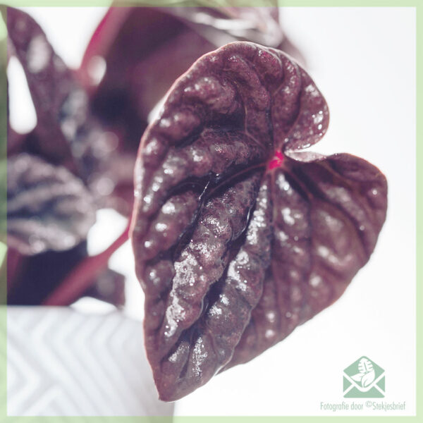 Peperomia Caperata Luna (Rattenstaart) - kopen