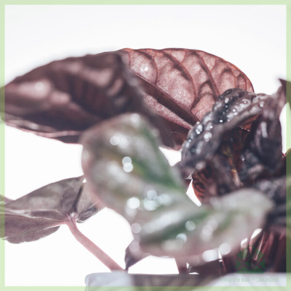 Peperomia Caperata Luna (Rattenstaart) - kopen