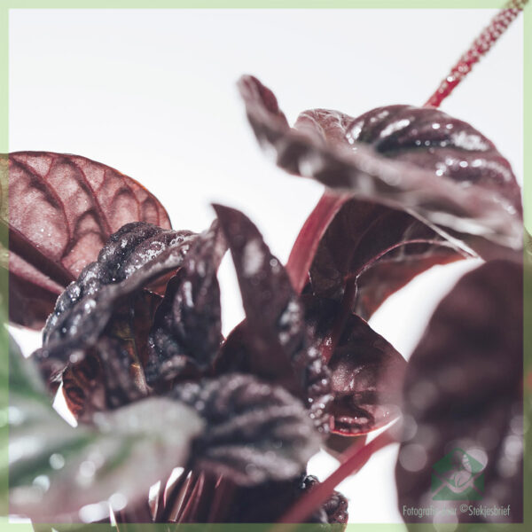 Peperomia Caperata Luna (Rattenstaart) - kopen