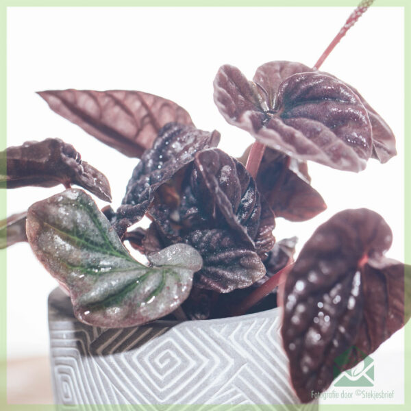 Peperomia Caperata Luna (žiurkės uodega) – pirkite