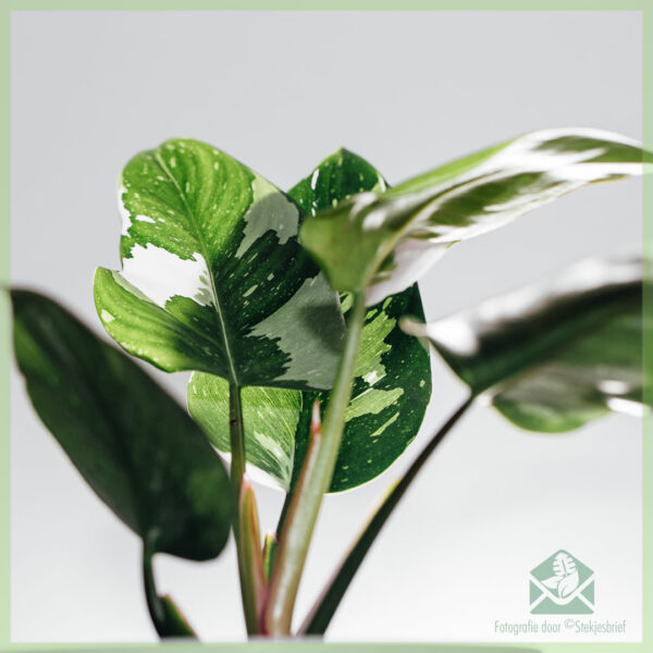 Philodendron White Knight - My Valentine - ซื้อ