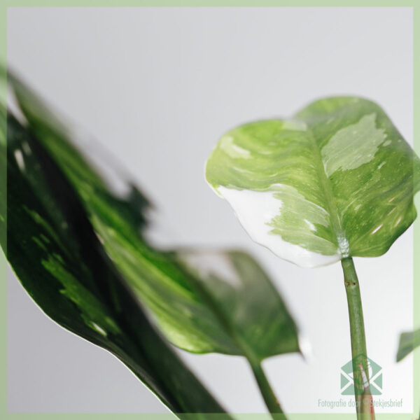 Philodendron White Knight - Valentineku - beli