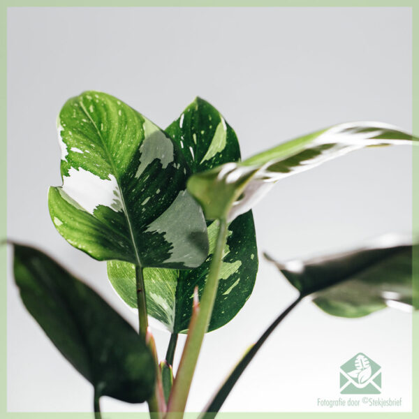 Philodendron White Knight - My Valentine - achte