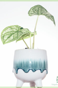 Pugsley cache-pot pot de fleurs pot décoratif 6 cm