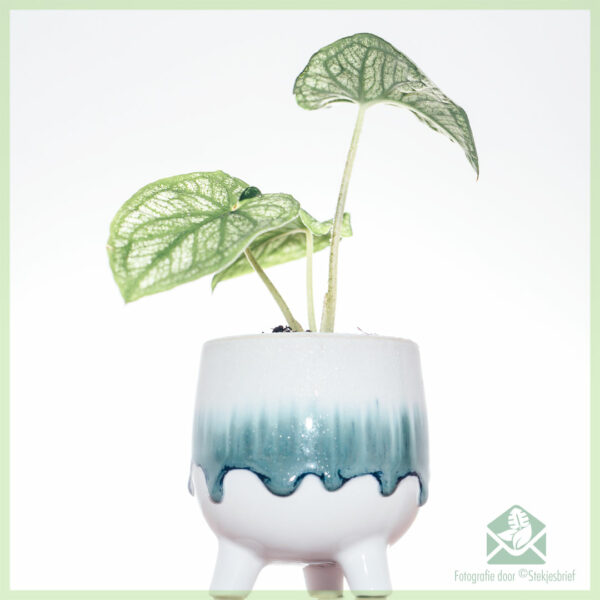 Pugsley plant pot flè po dekoratif po 6 cm