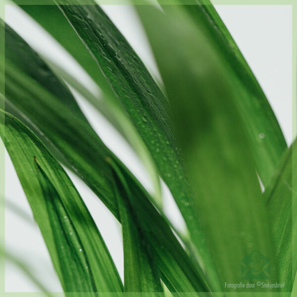 Tuku Rhapis Excelsa (bamboo palm)