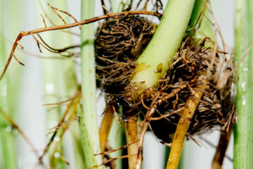 Купіць Rhapis Excelsa (бамбукавая пальма)