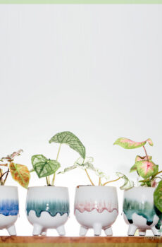 フェリシアパグズリーシリーズモーティシアゴメス装飾ポット植物ポット植木鉢を購入する