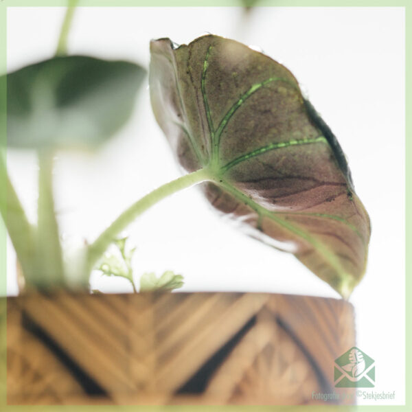 Minî nebatê Alocasia Black Velvet bikirin