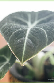 Achte plant mini Alocasia Black Velvet