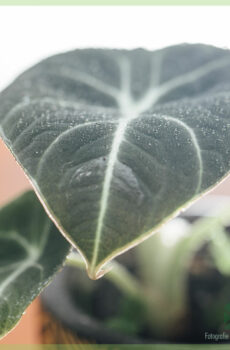 Alocasia Black Velvet Minipflanze kaufen