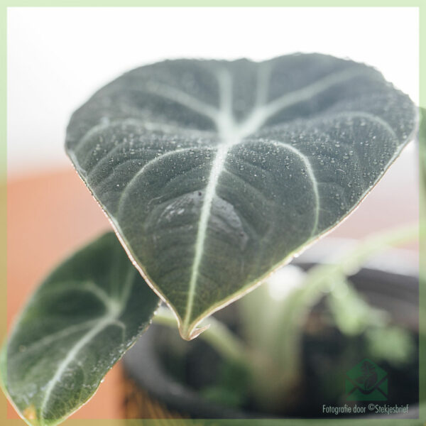 Vidio ny orinasa madinika Alocasia Black Velvet