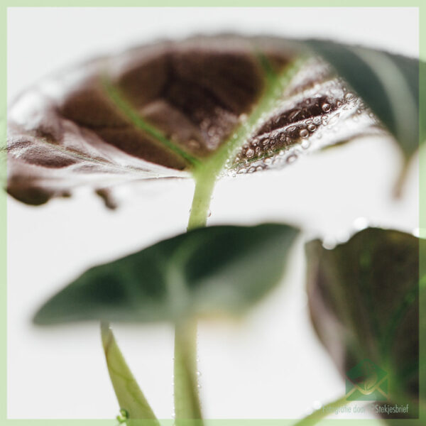 Alocasia Black Velvet miniplant kopen