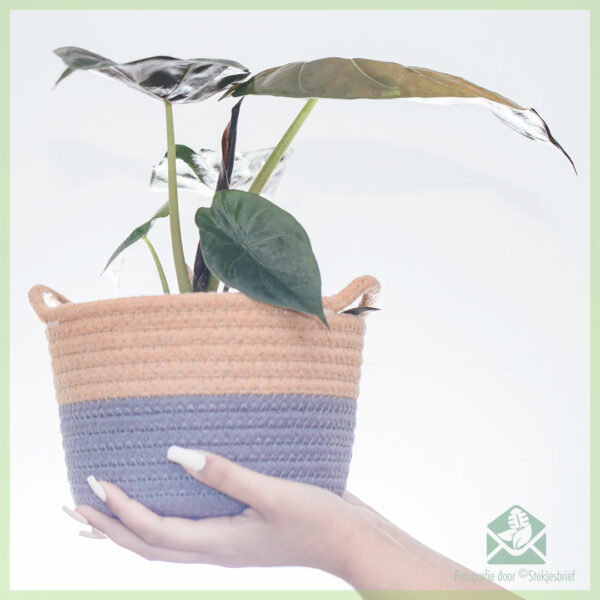 Alocasia Pink Dragon kopen