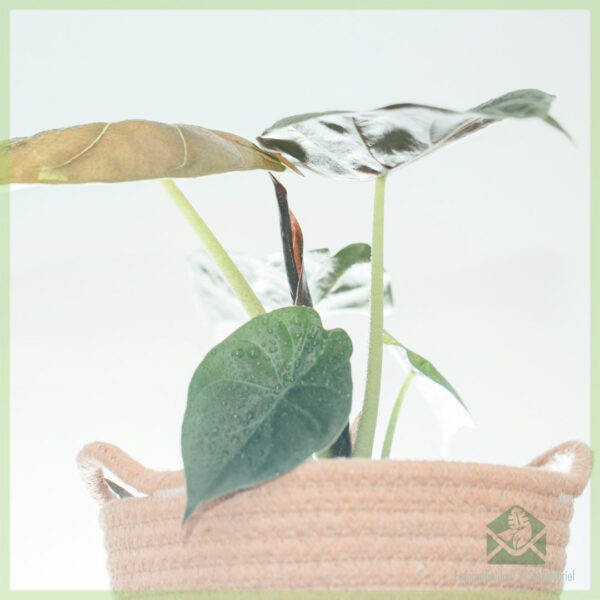 Alocasia Pink Dragon kopen
