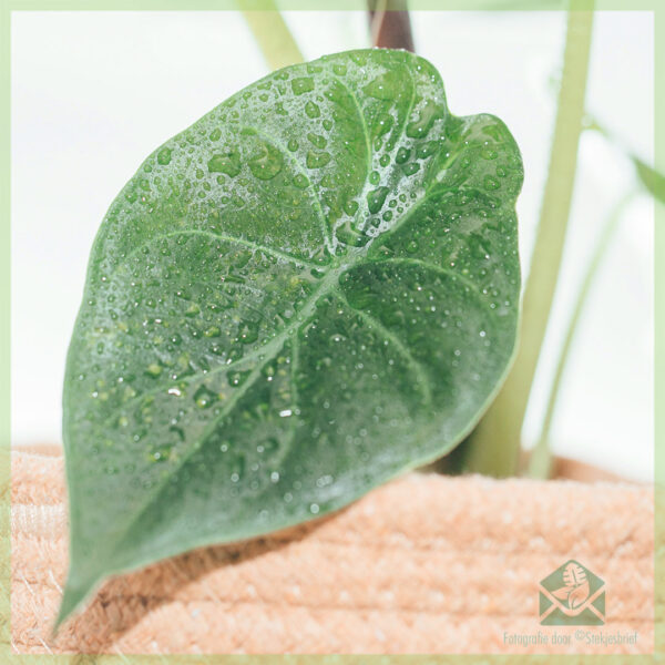 Alocasia Pink Dragon kopen