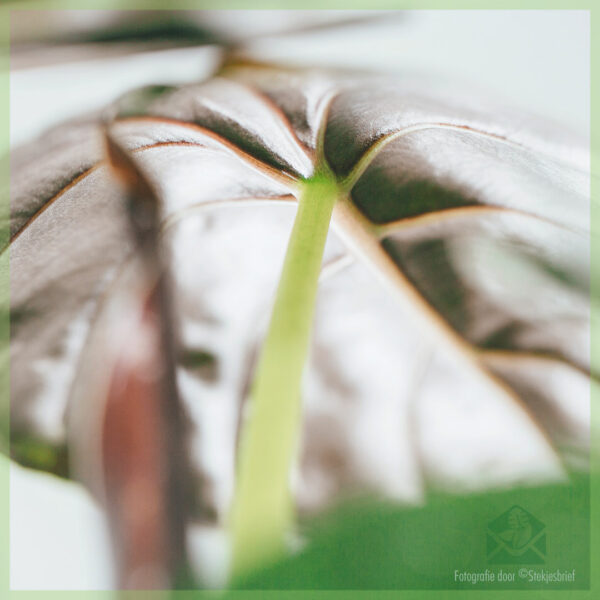 Alocasia गुलाबी ड्रॅगन खरेदी