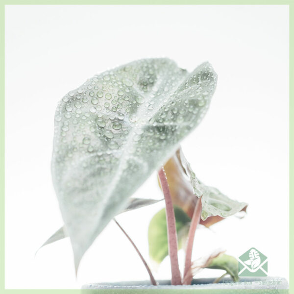Køb Alocasia Pink Dragon mini plante