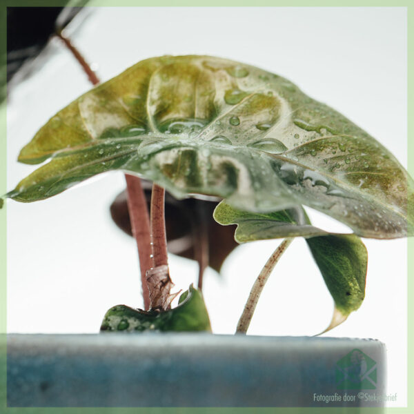 Køb Alocasia Pink Dragon mini plante