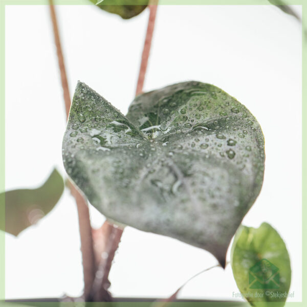 Köp Alocasia Yucatan Princess