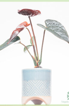 Anthurium Black kopen en verzorgen