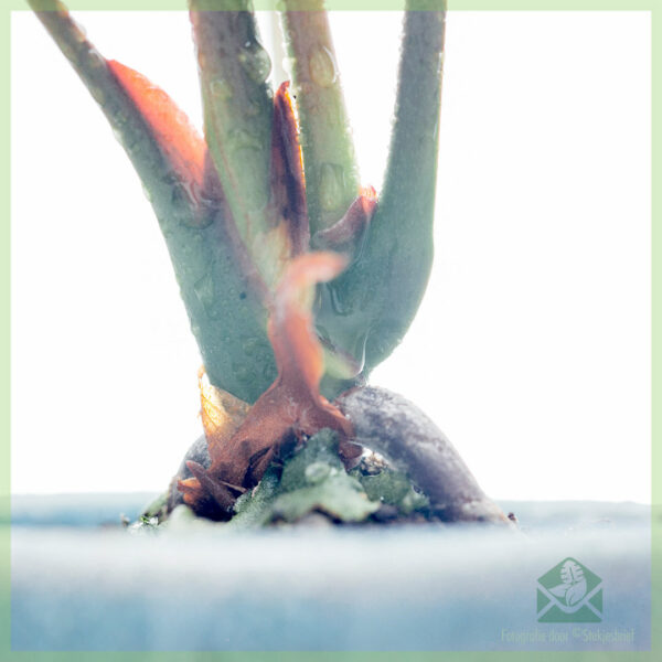 Anthurium Black kopen en verzorgen - Afbeelding 4