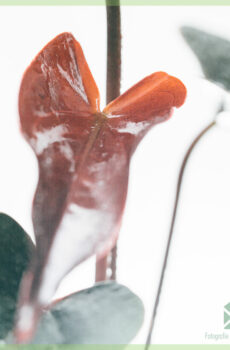 Anthurium Black kopen en verzorgen