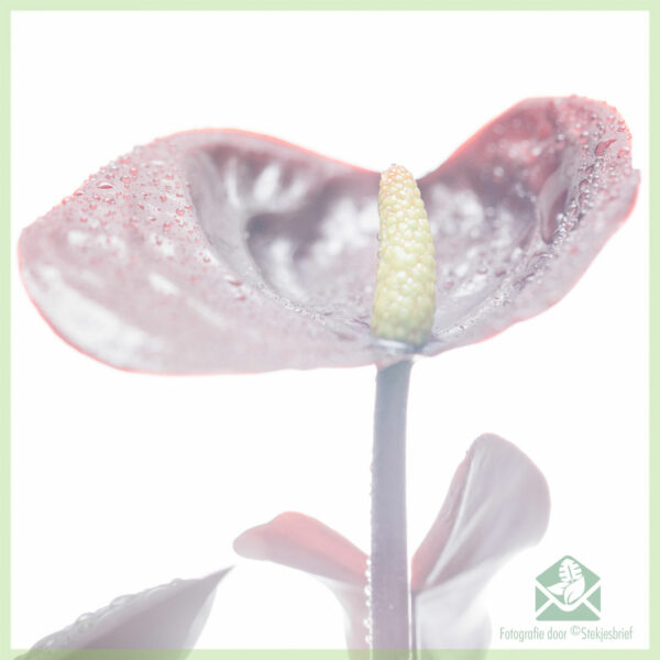 קנה וטפל ב-Anthurium Black