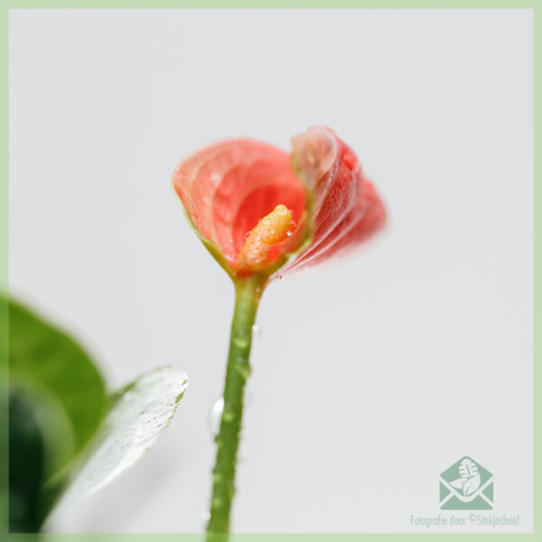 Anthurium Sweet dreams kopen en verzorgen - Afbeelding 4