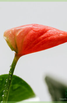 Vásárolja meg és gondozza az Anthurium Sweet dream terméket