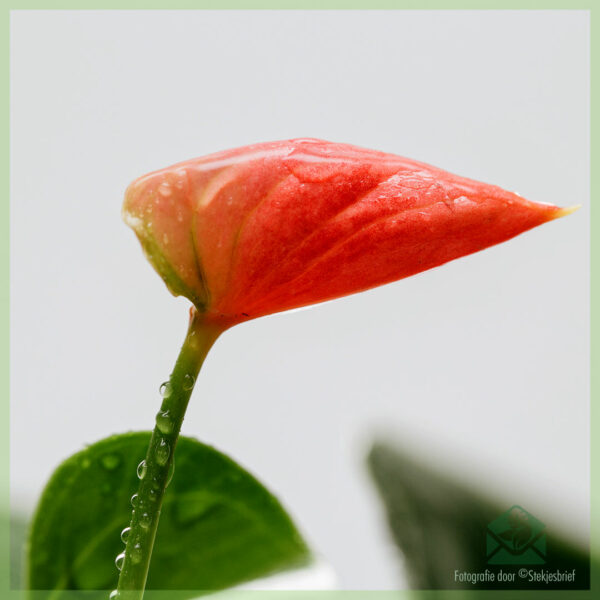 Acquista e prenditi cura di Anthurium Sweet dream