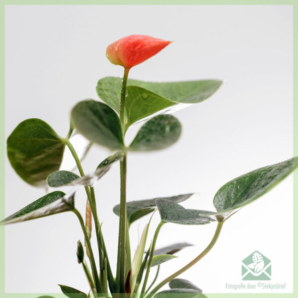 Anthurium Sweet dream kopen en verzorgen