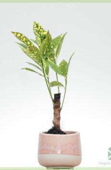 Buy Croton Aucubaefolia (codiaeum)