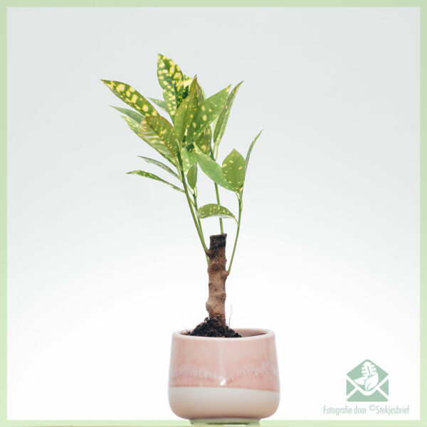 Купете Croton Aucubaefolia (codiaeum)