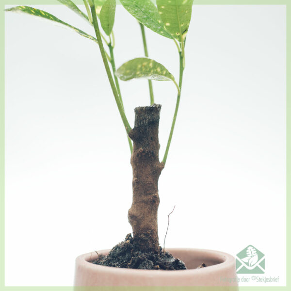 Buy Croton Aucubaefolia (codiaeum)