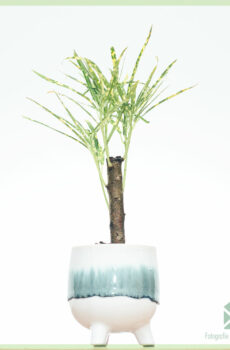 Croton Pictum (codiaeum) kopen