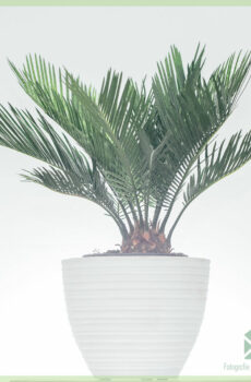 קנה Cycas revoluta sago palm cycad peace palm