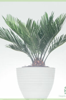 Koop Cycas revoluta sago palm broodboom vrede palm