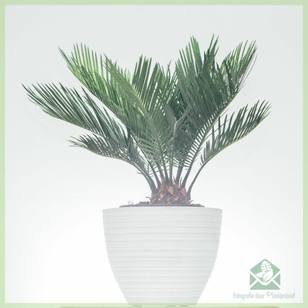 Kúpte si Cycas revoluta palma ságová cykasová palma mieru