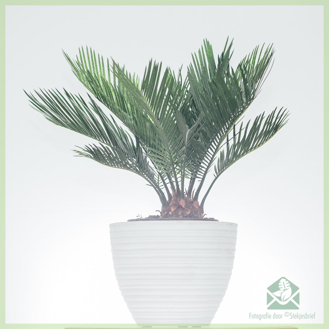 Onzuiver Uitreiken einde Cycas Revoluta sagopalm palmvaren (vredespalm) - palm kopen