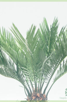 Fa'atau Cycas revoluta sago palm cycad peace palm