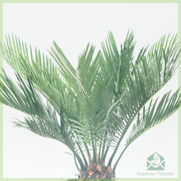 Cycas revoluta sagopalm palmvaren vredespalm kopen
