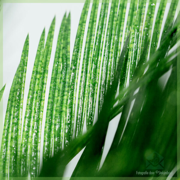 Cycas revoluta sagopalm palmvaren vredespalm kopen
