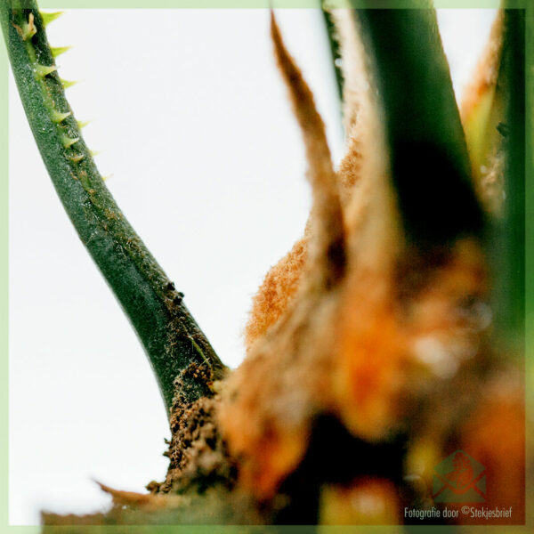 Cycas revoluta sagopalm palmvaren vredespalm kopen