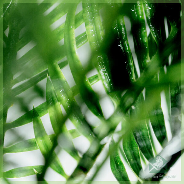 Купить Cycas revoluta sago palm cycad Peace Palm