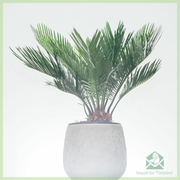 Cycas revoluta sagopalm palmvaren vredespalm kopen