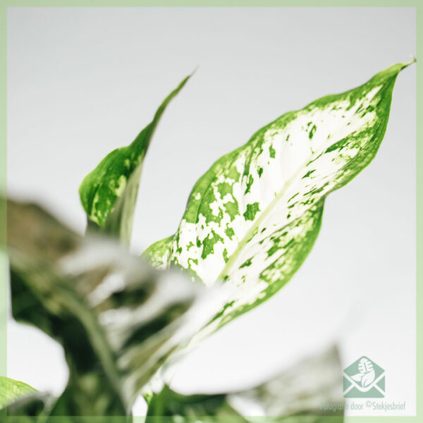 Buy Dieffenbachia Maculata Compacta