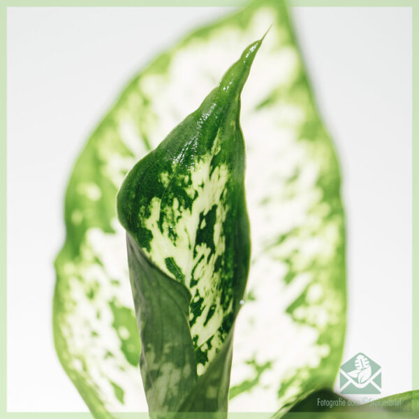 Køb Dieffenbachia Maculata Compacta